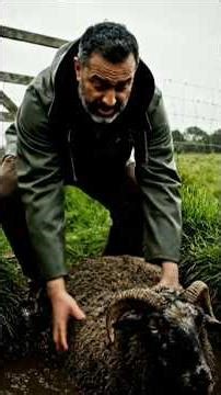 Sheep Trapped in Mud | A Powerful Rescue That Restores Hope 🐑❤️