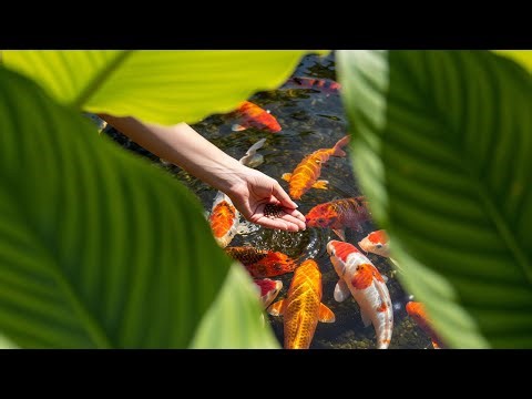 Cute Goldfish Swimming in Small Backyard Pond 🏡🐠