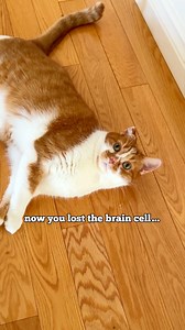 66K views · 3.7K reactions | forgive me for being late, I haven’t been feeling well… but the Bean show MUST go on!!! ️ #catvideo #cat #Meow #beautynthebean #funny #catmom | Beauty and the Bean | Facebook