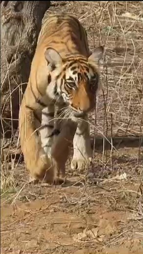 🐅 Majestic Tiger Walks Straight Towards Us | Ranthambore Tiger Safari