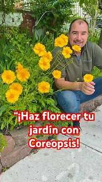 “La guía definitiva para cuidar la Coreopsis: ¡Todo lo que debes saber! #flores #jardinería