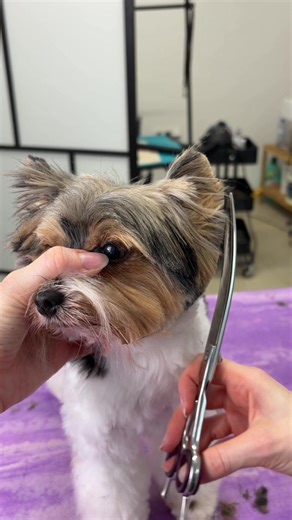 Biewer Terrier Grooming Tips in One Minute