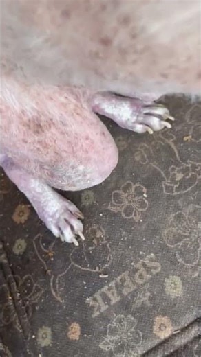 Progress Update on Crusty! [STORY BELOW]