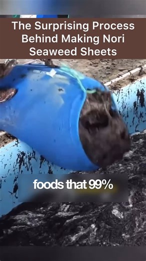 Useful Life Tips on Instagram: "How Nori Is Really Made The seaweed you see wrapped around sushi doesn’t come straight from the ocean in neat sheets. It’s carefully harvested, washed, and ground into a slurry. This paste is then spread thin, pressed, and dried into the crisp, aromatic sheets we know as nori. From sea harvest to your sushi roll—it’s a mix of tradition and precision."