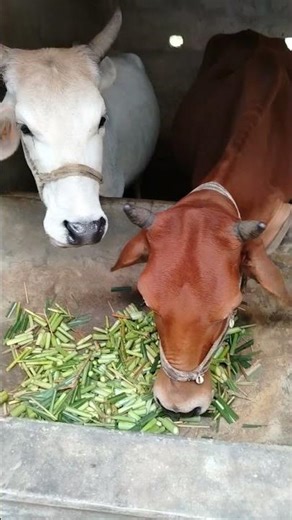 cow video short video