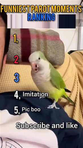 Funniest Parot moments ranked 😂 part#4