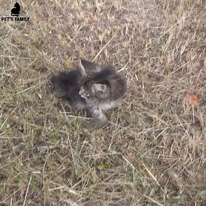 182K views · 10K reactions | Help The Poor Animals And One Day You Will Find Yourself The Luckiest Person In The World. | Hope For Pets | Facebook