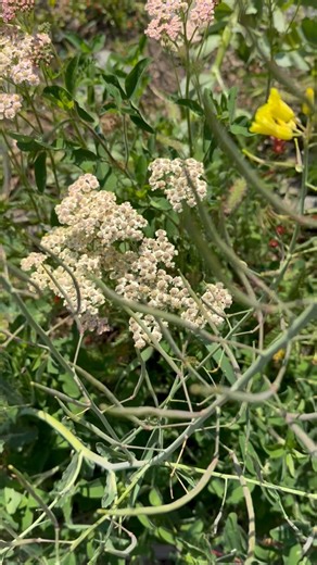 Yarrow! Here’s a plant that does way more behind the scenes than you’d ever expect. Its roots dig deep, aerate the soil, and pull nutrients back to the surface—quietly improving the garden without asking for anything in return. It’s also one of the easiest flowers to grow from seed. it brings color, movement, and pollinators all season long. It’s hardy, low-maintenance, drought-tolerant, and thrives in the spots other plants don’t want. Sun, heat, poor soil—it handles it. And with so many colors