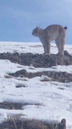 Tibetan Mastiff vs Lynx: Intense Animal Showdown