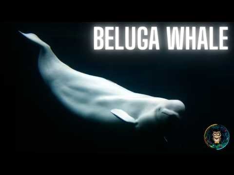🐋 The “Canaries of the Sea” Explained: Beluga Whales 😲