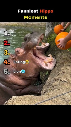 Funniest Hippo Moments