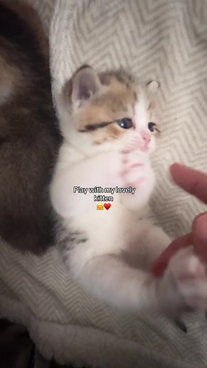 Enjoy Playtime with Adorable Newborn Kittens