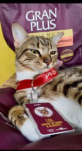 9.1K views · 874 reactions | Famosa por seu sabor refinado e ingredientes nobres… A linha Gourmet @granplus é uma linha perfeita com variedade de sabores para agradar o paladar do seu pet! Possui ômega 3, fibras de cana-de-açúcar e auxilia no controle de peso. Nota Expert: 10/10  | GRANPLUS | Facebook