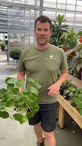 An unusual and easy-to-care-for plant, the Pilea!! Here's Bryan's care tips and info on this beautiful house plant...💚 | West Coast Gardens