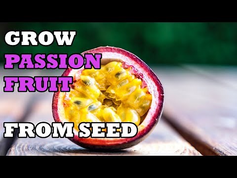 How to Grow Passion Fruit from Seed - THE SIMPLE AND EASY WAY