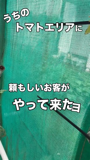 【カマキリ】トマトエリアに守護神現る🤣👍 #カマキリ #害虫駆除 #家庭菜園