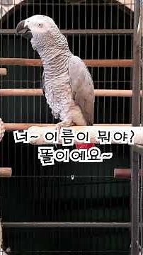 The whole world is in chaos because of war~ Parrot Toli, research subject #parrot#pet#shocked#sho...