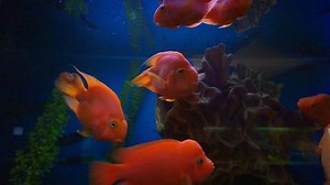 clip-1009841984-blood-parrot-cichlid-big-beautiful-red-fish