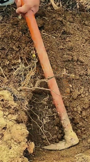 Deep Root Herb Harvest: Traditional Digging & Extraction 🚜🌿💥