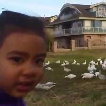 Look At All Those Chickens - Original Uncut Vine