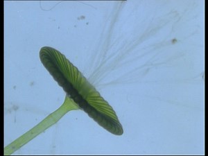 Life History of Acetabularia (Dasycladales)