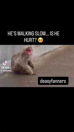 This monkey seems sick and injured , The poor monkey cannot  walk properly  but miyakoshi at lunch time recognised  him and gave extra food as he passed through  him.Hope recovered  quickly  and get treatment.#monkeyichikawazoo#injured#japan