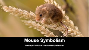 Mouse Symbolism