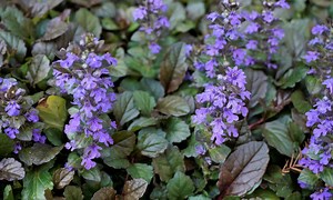 3 Best Perennial Flowers For Zone 6