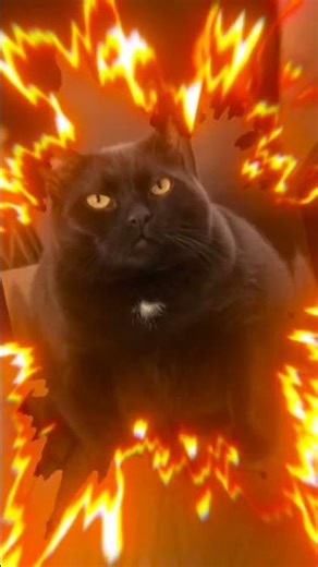 #music #monster #memes #cat #catmemes #catedits #edit