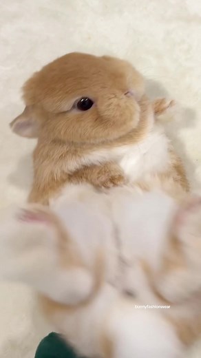 Adorable Bunny Reggie Rolling Compilation