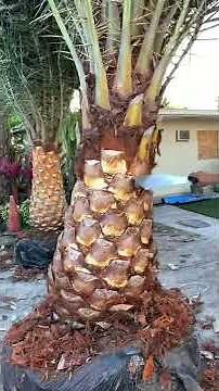 How to diamond cut a Sylvester Palm tree!!!! MACHETE