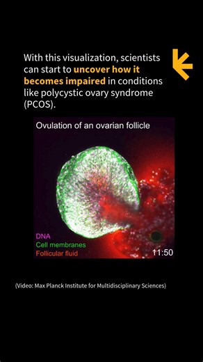 488K views · 2.3K reactions | Being able to visualize this part of the reproductive process is a huge step forward in understanding reproductive health. This incredible video was captured by researchers at the Max Planck Institute for Multidisciplinary Sciences. Full details: https://www.sciencealert.com/watch-scientists-filmed-ovulation-from-start-to-finish-for-the-first-time | ScienceAlert | Facebook