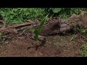 NSTP-CWTS Tree Planting
