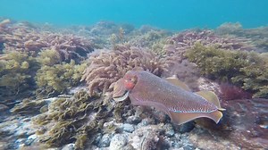 Proof that aliens exist right here in South Australia 🌊👽☄ We come to you with footage from @sambcar's extraterrestial encounter in the waters of Whyalla, South Australia, Australia. With giant cuttlefish season well and truly upon us, sightings are being reported at Black Point and Point Lowly. Find out more http://bit.ly/SwimwithCuttlefsh | South Australia