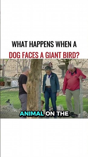 What Happens When a Dog Faces a Giant Bird?