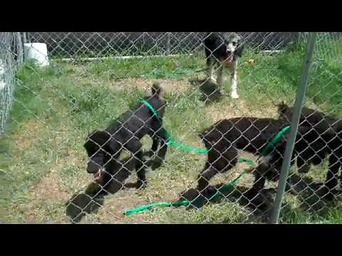 Rescued Standard Poodle Puppies