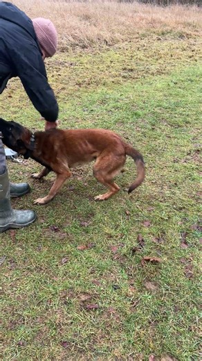 Can’t wait to get some awesome content with this nut job #belgianmalinois #k9 #dogphotography