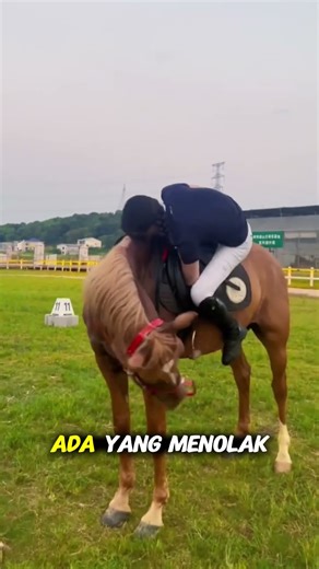 Kuda Tahu Kamu Bisa Menunggang atau Tidak! #kuda #hewan #animals