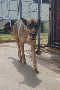 1.6K views · 82 reactions | These are just a few of our adoptable dogs. Check out all of our available animals at wcspca.org | Washington County SPCA | Facebook