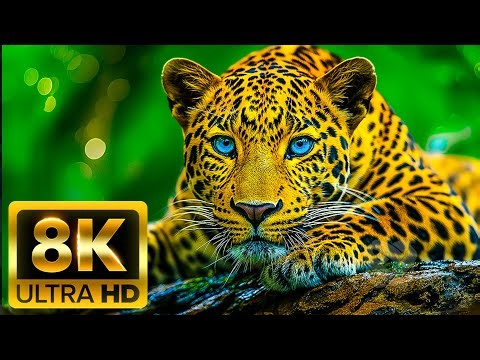 THE MOST BEAUTIFUL ANIMALS IN THE WORLD – 8K (60FPS) ULTRA HD | With Nature Sounds
