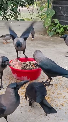 Crow sounds #crow #birdsounds #crowsounds #shorts #shortvideo #reels #reelsvideos #trendingshorts