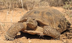Gopher Tortoise Care Sheet | Reptiles' Cove