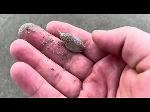 Spotting Sand Fleas - Free fishing bait