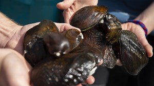 Minnesota's native mussels: Still in peril, but signs of hope