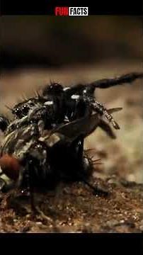 The Spider That Thinks Before It Kills | Nature’s Tiny Genius #jumpingspiders