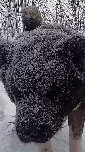 705K views · 10K reactions | WINTER CAMPING WITH MY DOG. SOLO SURVIVAL IN SNOWY FOREST . Which country are you following me from? please write  . #bushcraftcamp #bushcraft #survival #camping #craft #outdoor #cooking #offgrid #shelter #survivalshelter #asmr #kamp #doğa #youtube #bushcrafthakankarahan #orman #cabin #rain #underground #dugout #viking | Bushcraft Hakan karahan | Facebook