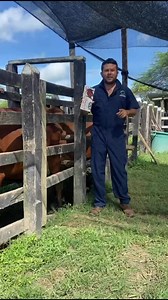 PARCHES DE DETECCION DE CELO #veterinariobovinos #ganaderiainteligente #veterinariodeconfianza #ganaderoscolombia #informacionganadera #bovinos #agro #Ganaderos #viral | Ganaderia & Agro