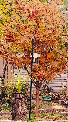 A perfect autumn scene — golden leaves, bright berries, and busy feeders full of life. The birds don’t mind the chill when the feeders are full! It’s moments like this that remind us how beautiful backyard birding can be in every season. #FallBirdFeeding #BackyardBirds #BirdWatching #Kamloops #WildBirdsUnlimited | Wild Birds Unlimited