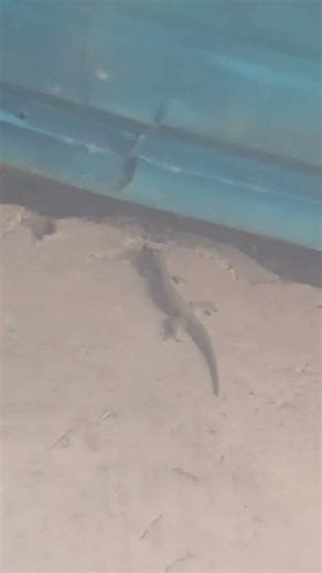 cicak #cicak #lizard