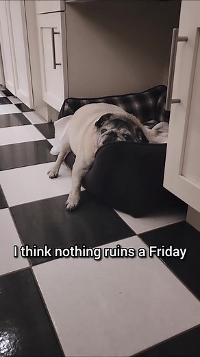 heckin rude if u ask me😒 #pug #dogsoftiktok